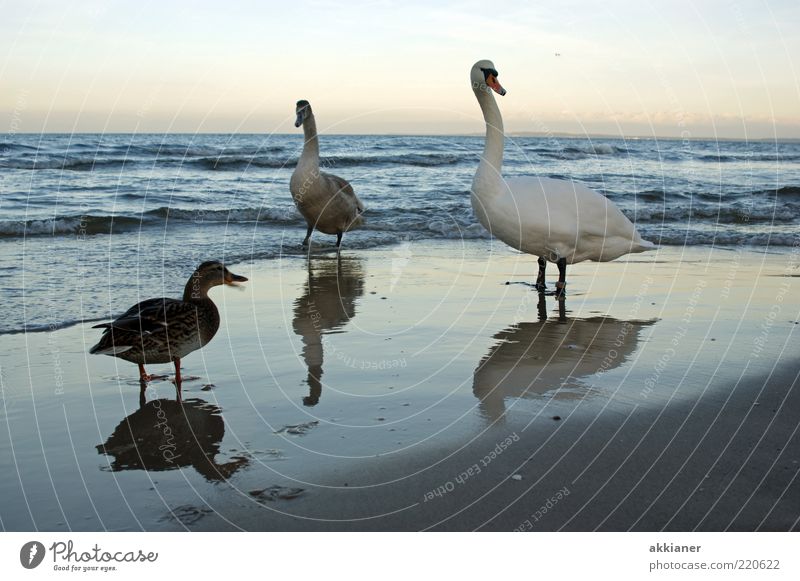 Hey... Environment Nature Animal Sky Clouds Waves Coast Beach Baltic Sea Wild animal Bird Swan Bright Wet Duck Reflection Colour photo Subdued colour