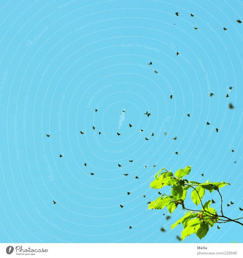 Lord of the flies Environment Nature Air Sky Plant Leaf Branch Animal Fly Flock Flying Disgust Small Natural Many Blue Green Buzz Insect Silhouette Blue sky