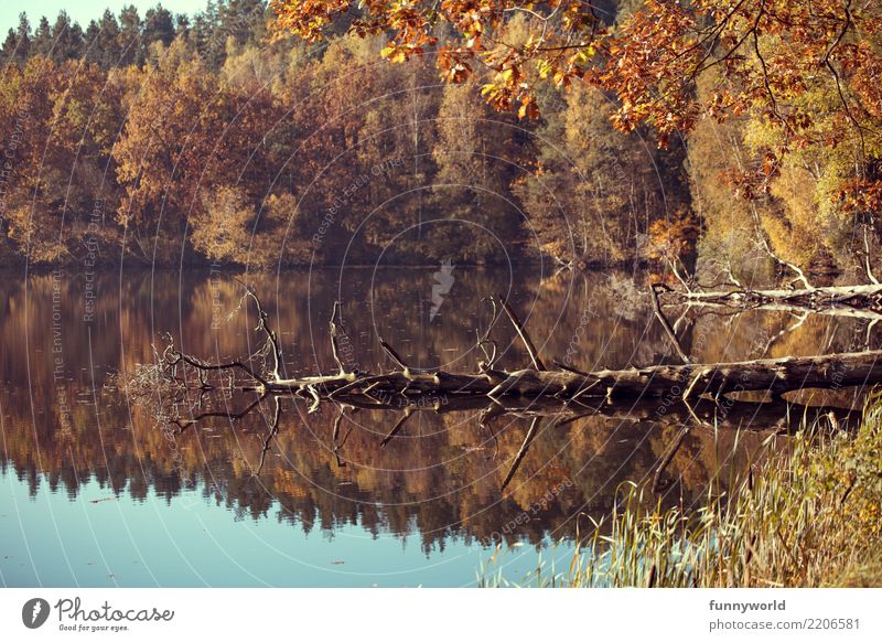 Funny insects in the water Environment Nature Landscape Plant Water Autumn Weather Beautiful weather Tree Wild plant Lakeside Natural Surrealism Symmetry Death