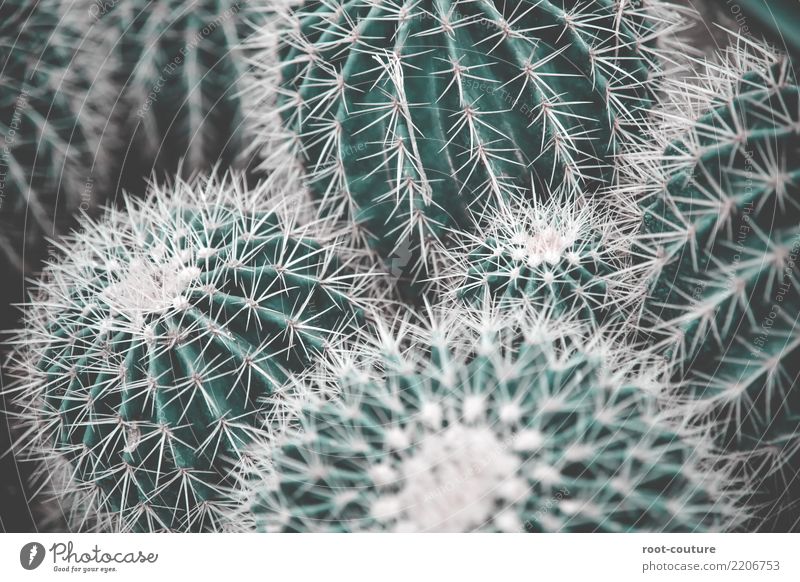 A bunch of green cacti Garden Nature Plant Tree Cactus Foliage plant Exotic Decoration Point Green Threat Background picture Cactus flower Cactusprickle Pain