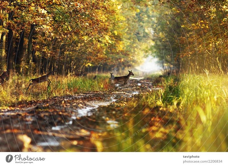 fallow deers in the autumn woods Beautiful Playing Hunting Woman Adults Nature Landscape Animal Autumn Park Forest Street Lanes & trails Herd Natural Wild Brown