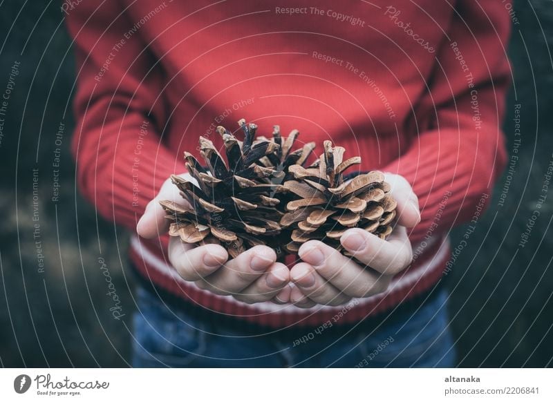 Fir cones in the hands of teenager. Lifestyle Design Winter Decoration Feasts & Celebrations Christmas & Advent New Year's Eve Human being Woman Adults Hand