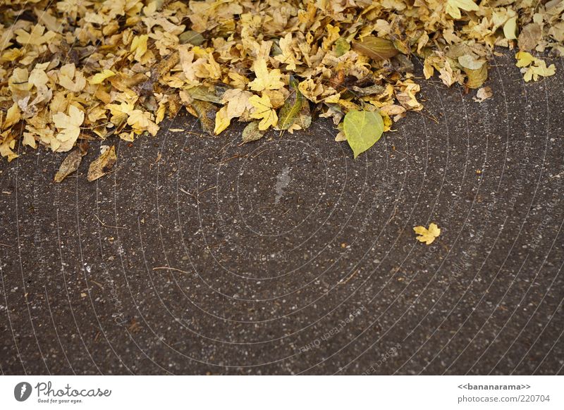 loner Nature Autumn Weather Leaf Ground Asphalt runaway Autumnal Autumnal colours Yellow separate Colour photo Multicoloured Exterior shot Copy Space bottom Day