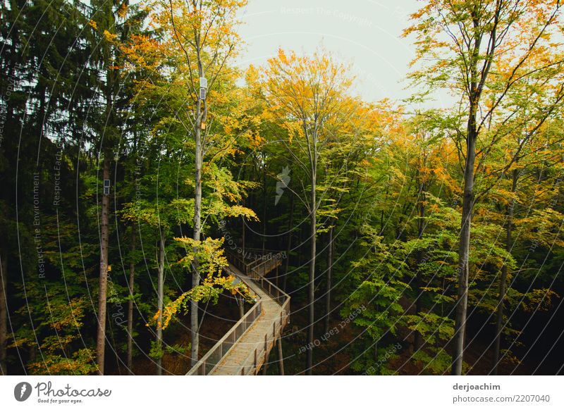 it's that way... on the wooden walkway with railings through the forest. Joy Calm Leisure and hobbies Hiking Environment Nature Elements Autumn