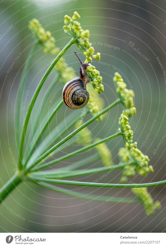 A snail of fennel Nature Plant Animal Autumn Blossom Fennel fennel blossom Garden Crumpet schnirkel snail 1 To feed Hang Small Slimy Brown Yellow Green Tolerant