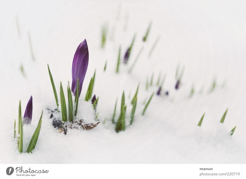 early riser Winter festival Nature Spring Snow Flower Leaf Blossom Crocus Shoot Sprout Spring flowering plant Spring crocus Bud Blossoming Growth Cold Point
