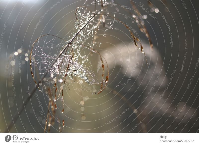 Pearls in the net Environment Nature Plant Drops of water Autumn Beautiful weather Grass Wild plant Blade of grass Forest Spider's web Glittering Hang
