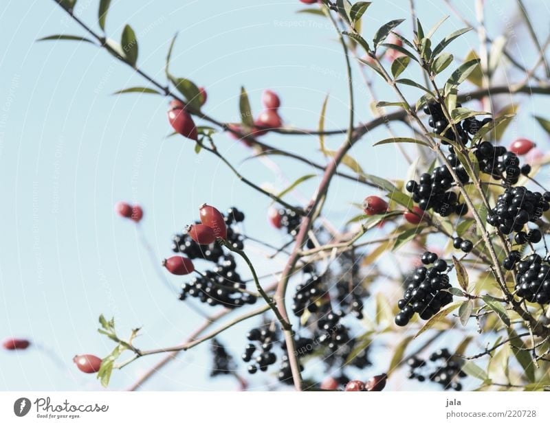 berry mixture Environment Nature Sky Plant Bushes Leaf Berries Berry bushes Blue Gray Red Black Rawanberry Colour photo Exterior shot Deserted