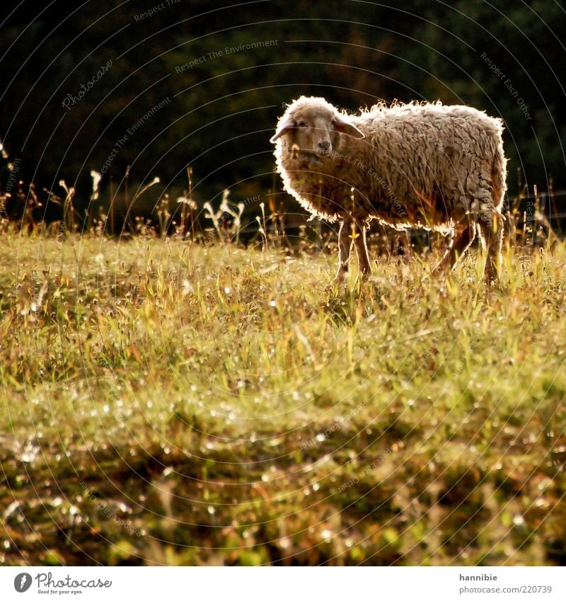 sheepish Nature Sunlight Beautiful weather Grass Meadow Animal Farm animal Sheep 1 Looking Stand Natural Warmth Green Contentment Serene Calm Pasture To feed