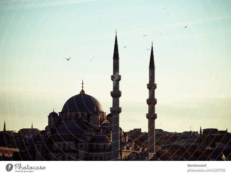 Yeni Camii Sky Building Architecture Tourist Attraction Historic Religion and faith Islam Mosque Istanbul Turkey Minaret Domed roof Evening sun House of worship