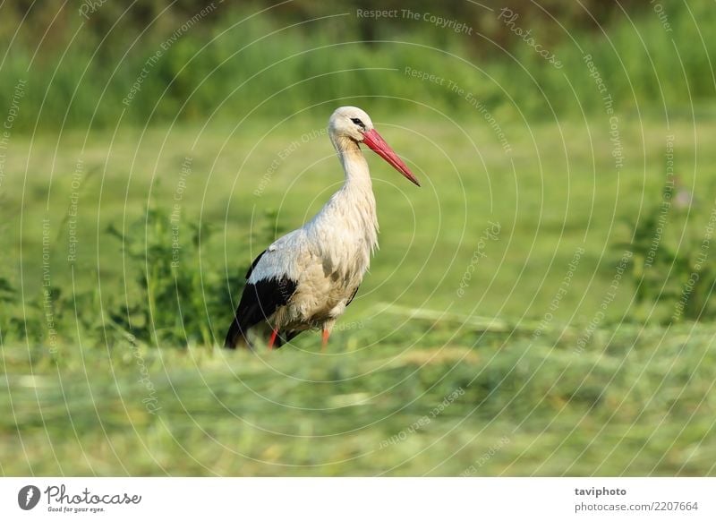 white stork foraging for food in the green field Beautiful Adults Environment Nature Landscape Animal Grass Meadow Bird Natural Wild Green White Stork wildlife
