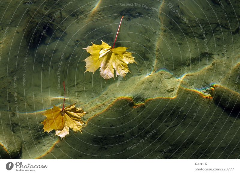 Superficial Nature Water Autumn Leaf Lake Sand Sign Moody Float in the water Refraction Yellow Autumnal Ground Considerable Autumn leaves Surface of water