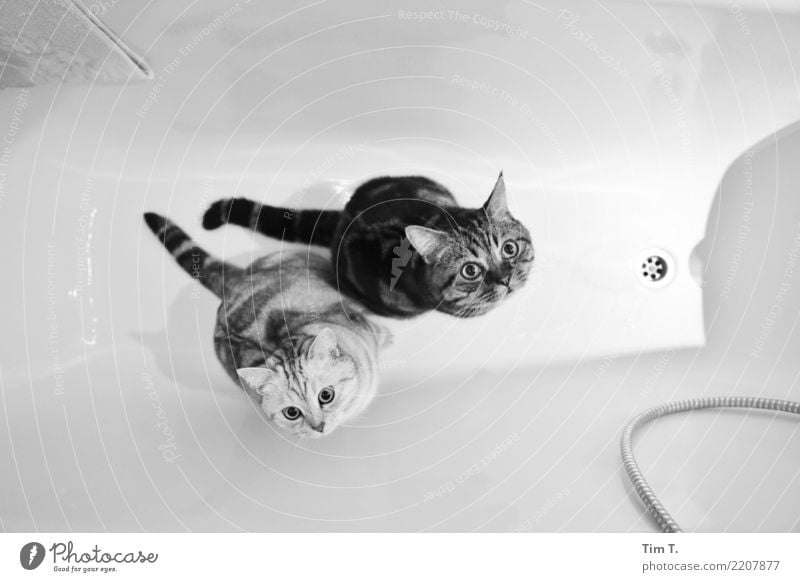 Bath day cats Animal Pet Cat 2 Contentment Safety Domestic cat Bathtub Bathroom Brothers and sisters Black & white photo Berlin Interior shot Deserted