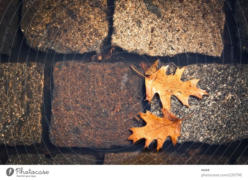 case Water Autumn Leaf Street Authentic Dirty Wet Natural Beautiful Brown Autumn leaves Puddle Surface of water Oak leaf Early fall Cobblestones Ground In pairs
