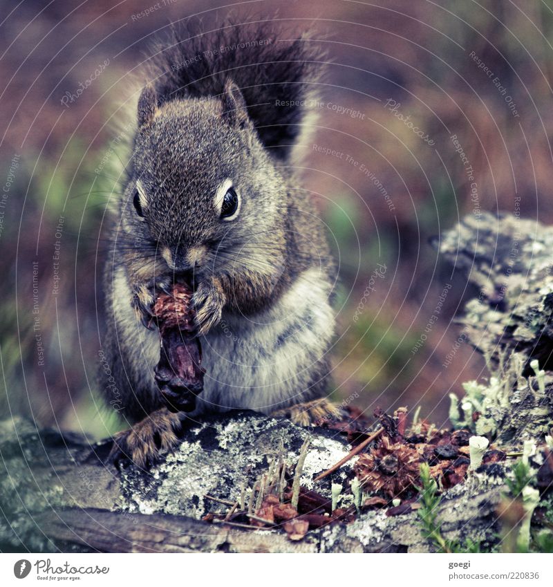 winter provision Nature Animal Plant Wild animal Squirrel Rodent 1 To feed Soft Cone Pelt Wood Tree trunk Colour photo Exterior shot Deserted Day
