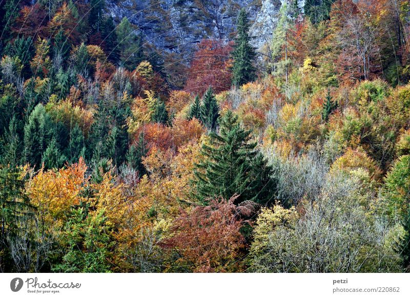 autumn forest Environment Nature Landscape Autumn Tree Bushes Agricultural crop Forest Esthetic Authentic Beautiful Brown Multicoloured Yellow Green Calm