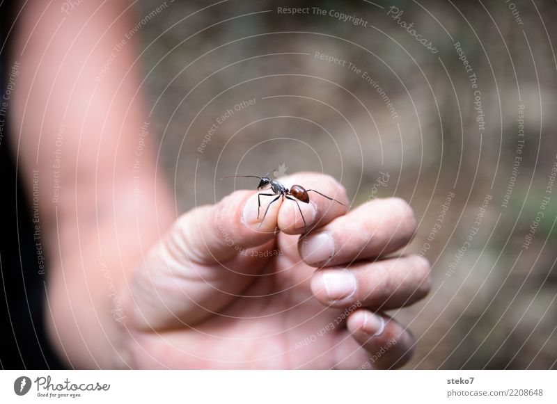 finger food Virgin forest Ant 1 Animal Small Near Center point Feeble Survive Captured Insect Indicate Identify Collection Close-up Isolated Image