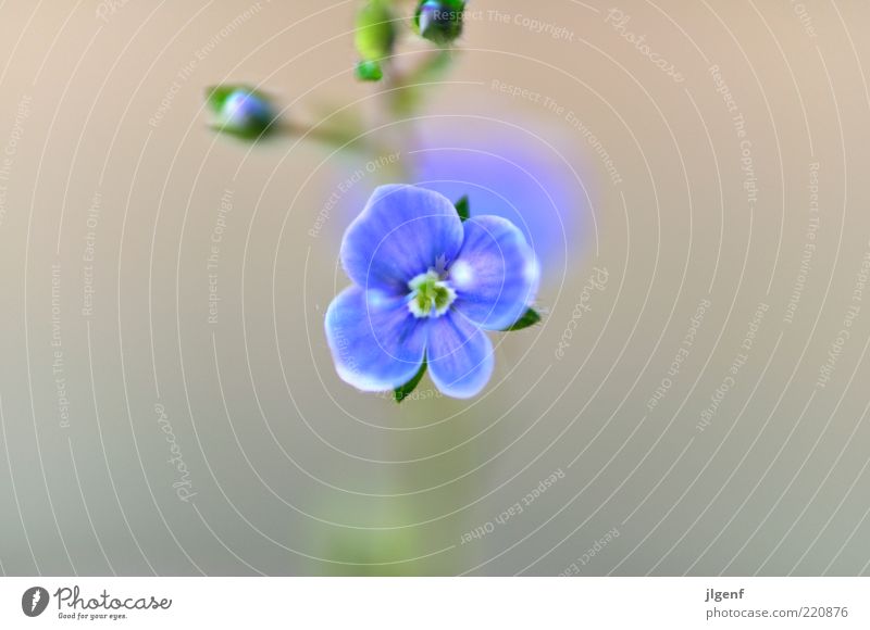 Forget-me-not (forget-me-not) Environment Nature Plant Flower Blossom Wild plant Esthetic Authentic Beautiful Small Positive Blue Green White Style Colour photo