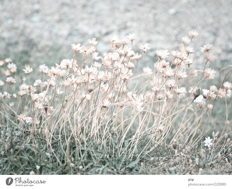 of the grass flower Nature Plant Summer Flower Grass Blossom Wild plant Blade of grass Meadow Multiple Light green Delicate Thin Bright Many Pink Transience Dry