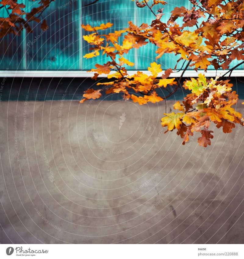 a tendency to free space Beautiful Nature Plant Sky Autumn Leaf Wall (barrier) Wall (building) Facade Window Esthetic Autumn leaves Autumnal Seasons Early fall