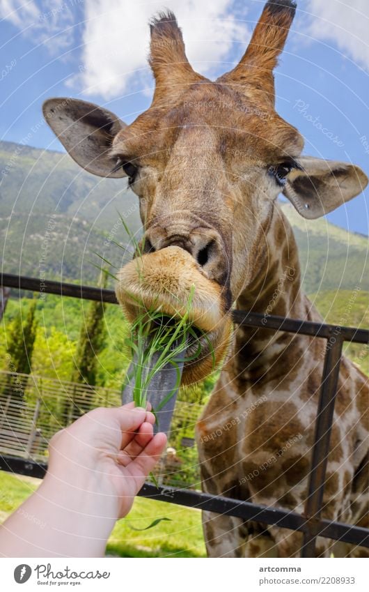 Girl feeding a giraffe grass, zoo african animal background beautiful blue brown cute eye face fauna friendly giraffa girl green hand kind mountain natural