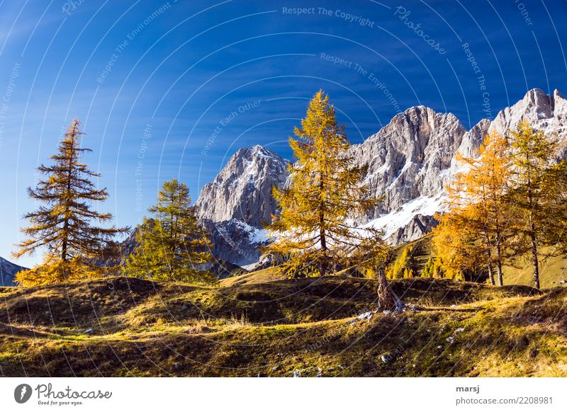 A little autumn, please! Nature Alps Mountain Dachstein Elegant golden autumn Gold Idyll Autumnal colours Larch Colour photo Multicoloured Exterior shot