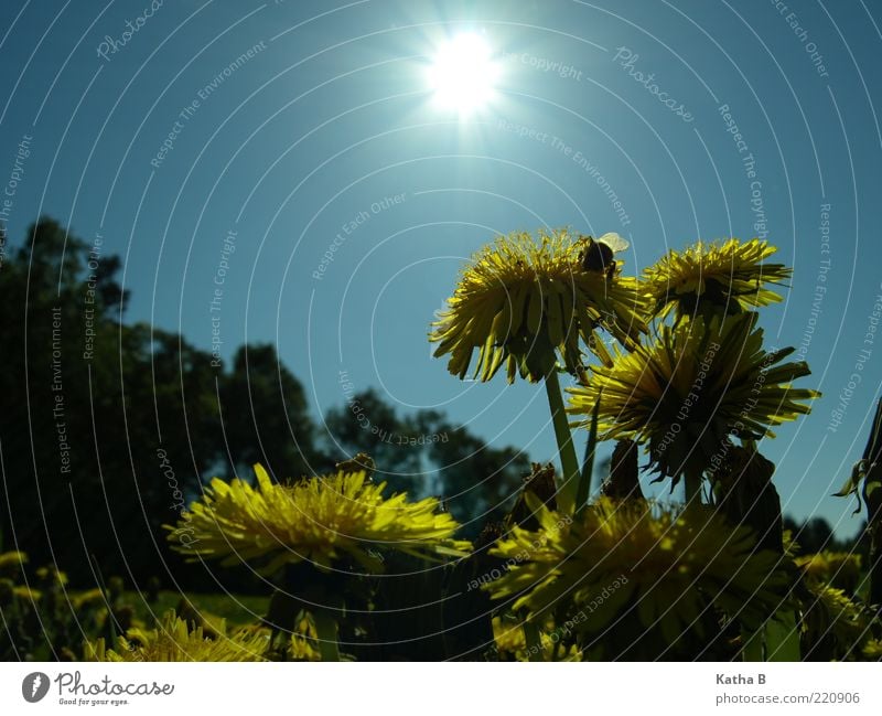 With dandelion and bumblebee towards the sun Nature Plant Sky Sun Sunlight Spring Summer Beautiful weather Flower Blossom Dandelion Meadow Flower meadow Wing