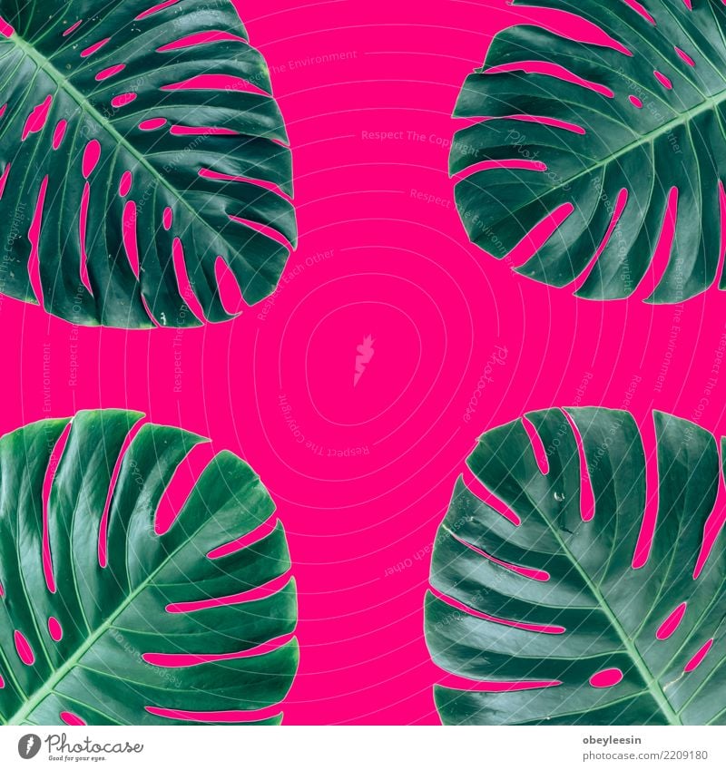 Creative layout made of green leaves. Flat lay. Nature concept Summer Garden Table Art Plant Tree Leaf Forest Aircraft Fashion Growth Fresh Bright Hip & trendy