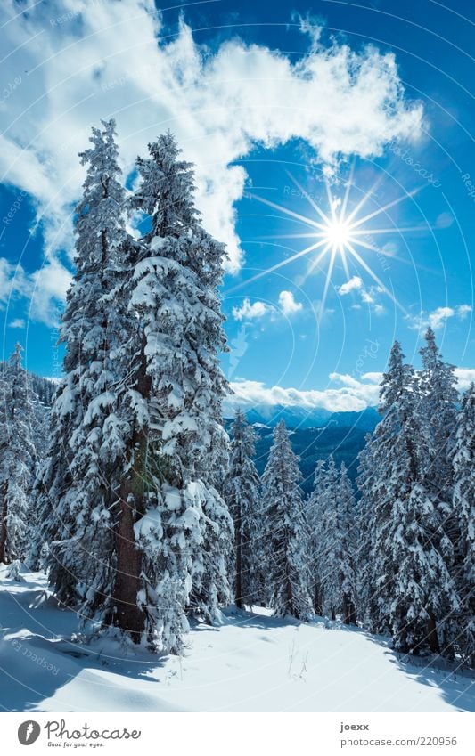 SOON Winter Snow Mountain Nature Landscape Sky Clouds Sun Sunlight Beautiful weather Tree Forest Alps Tall Cold Blue White Pure Calm Berchtesgaden Alpes