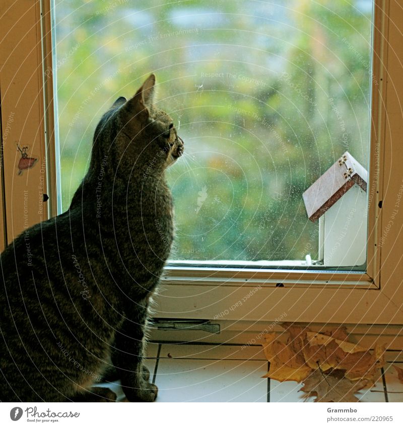 longing Animal Pet Cat 1 Wait Birdhouse Window Window pane Tiger skin pattern Colour photo Day Sit View from a window Looking Watchfulness Full-length