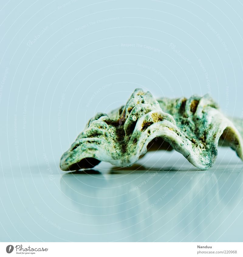 Sea Shell² Animal Cold Mussel shell Marine animal Maritime Beautiful Summer Copy Space left Deserted Shell-shaped 1 Colour photo Subdued colour Studio shot