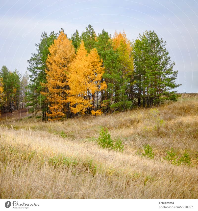 Autumn conifer trees, dry grass field autumn country countryside day fall forest green hill land landscape nature overcast pine russia sky square weather yellow