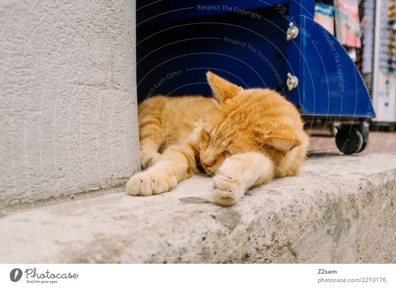 dog tired Vacation & Travel Summer vacation Village Town Animal Pet Cat Relaxation Lie Sleep Elegant Cute Gold Caution Serene Calm Fatigue Greece Kos Tabby cat