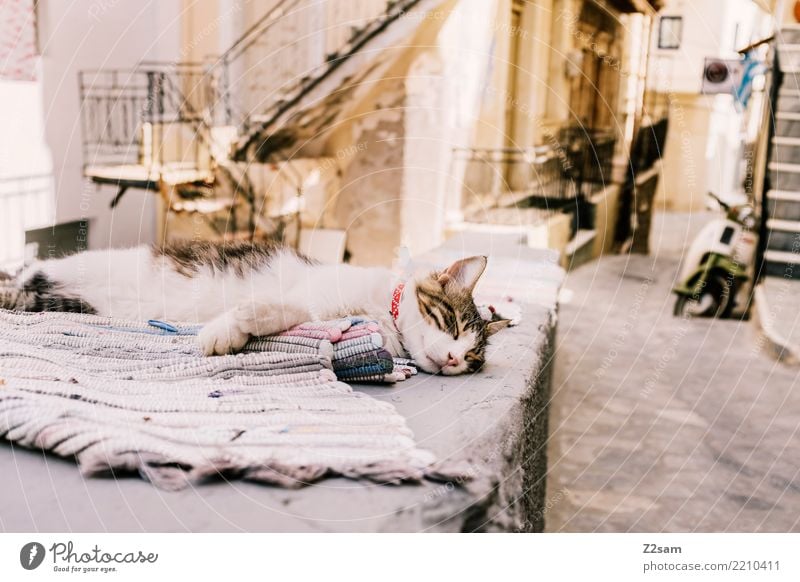 have a nap Fishing village Old town Pet Cat Relaxation To enjoy Lie Sleep Dream Cuddly Serene Calm Break Greece Kos Street Ceiling Colour photo Exterior shot