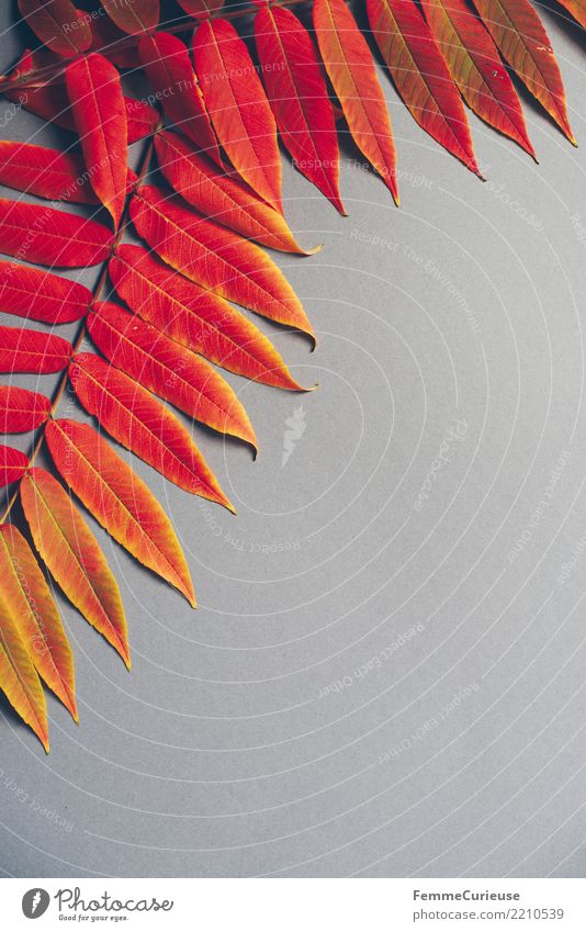 Autumn 01 Nature Color gradient Leaf Red Yellow Gray Paper Cardboard Lie Colour photo Interior shot Studio shot Copy Space right Copy Space bottom