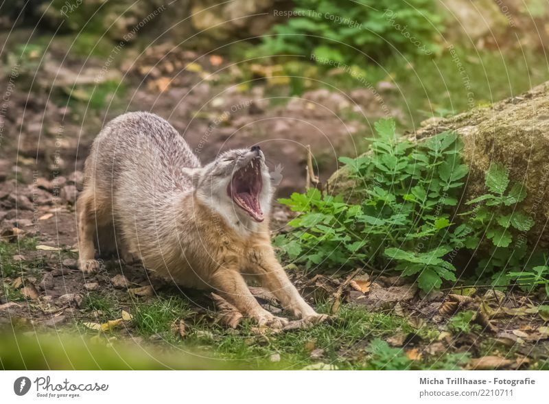 Tired Fox Environment Nature Animal Sand Sun Beautiful weather Plant Foliage plant Wild plant Wild animal Animal face Pelt Claw Paw Set of teeth Tongue Nose