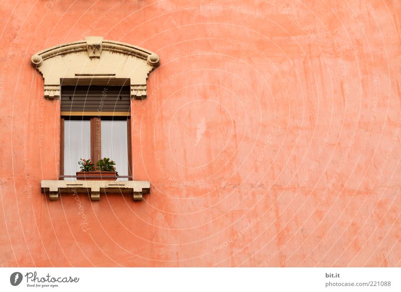 Julia, put your hair down... Plant Wall (barrier) Wall (building) Facade Window Stone Old Historic Retro Pink Uniqueness Colour Vacation & Travel Venice Flower