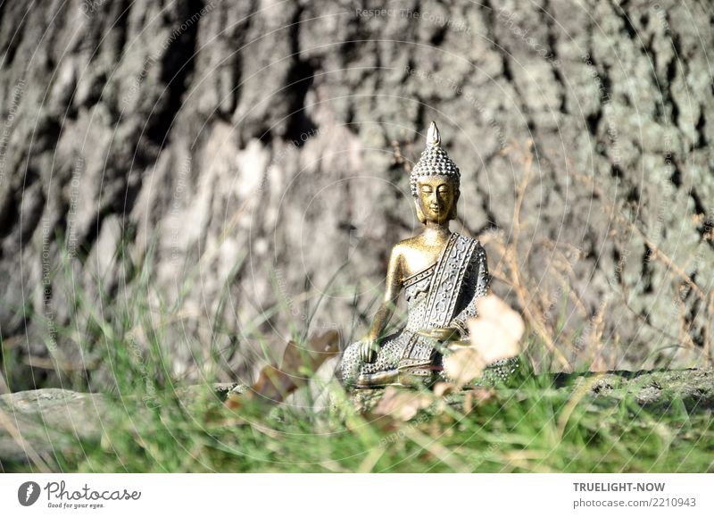 Golden Buddha meditating at the foot of an oak tree Lifestyle Happy Healthy Health care Alternative medicine Wellness Harmonious Well-being Relaxation Calm