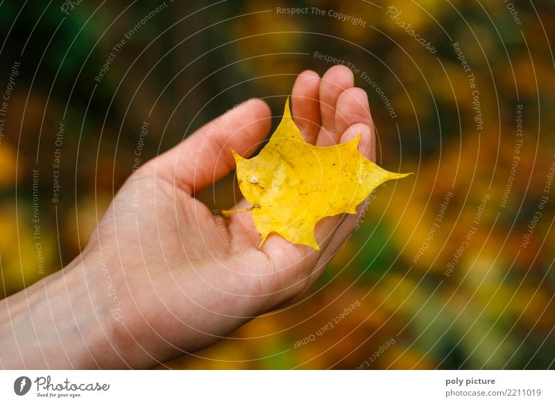 Yellow maple leaf lies in the hand of a girl Human being Feminine Young woman Youth (Young adults) Woman Adults Hand 1 8 - 13 years Child Infancy 13 - 18 years