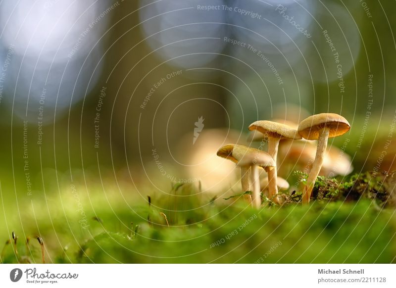 Family Environment Summer Autumn Mushroom Esthetic Happiness Together Bright Beautiful Brown Warm-heartedness Sympathy Peace Idyll Nature Colour photo Close-up