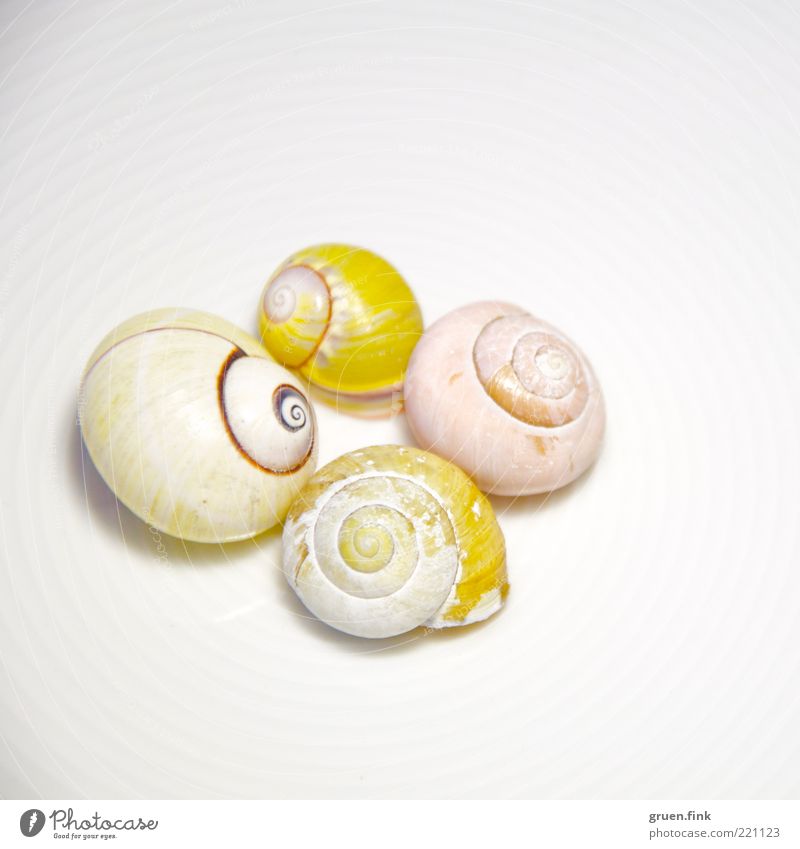 Yellow and pink laces Seafood Elegant Exotic Animal Wild animal Dead animal Snail 4 Esthetic Authentic Pink White Pure Circle Simple Spiral Colour photo
