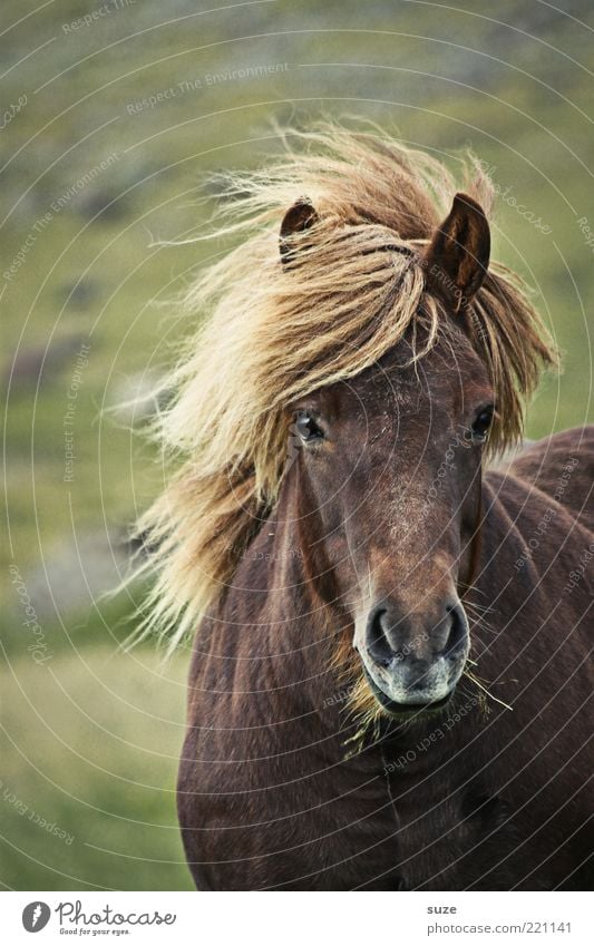 It storms ... Freedom Nature Landscape Animal Wind Meadow Farm animal Wild animal Horse Stand Wait Esthetic Natural Beautiful Moody Mane Iceland Pony