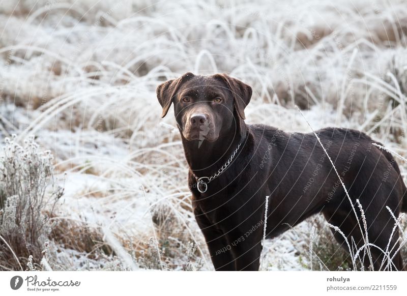 cute brown labrador dog on frosted meadow in winter Winter Snow Adults Nature Animal Weather Ice Frost Grass Meadow Pet Dog Bright Cute Brown White Breed
