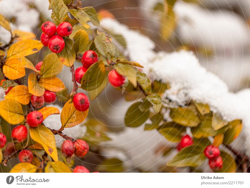 Red berries of the dwarf medlar in the snow Nature Plant Autumn Winter Ice Frost Snow Bushes Leaf Berries Pygmy Medlar Cotoneaster horizontalis Berry bushes