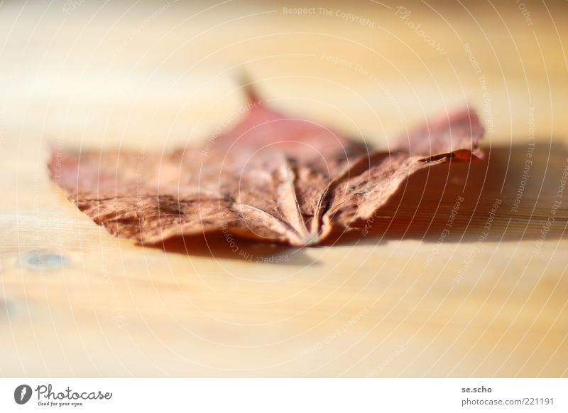 finiteness Plant Autumn Leaf Moody Beautiful Authentic End Transience Lose Colour photo Exterior shot Close-up Experimental Deserted Day Blur