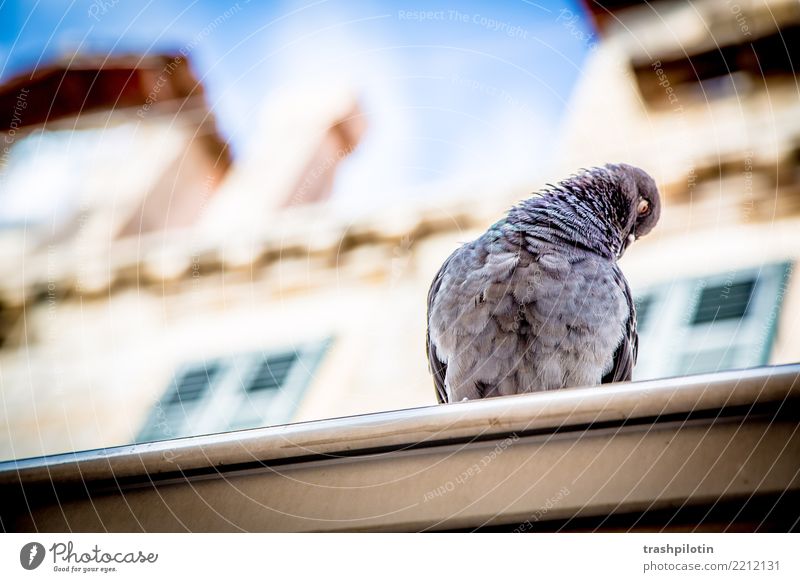 dove Vacation & Travel Summer Dubrovnik Croatia Animal Pigeon 1 2017 sonja mountain Personal hygiene Colour photo Exterior shot