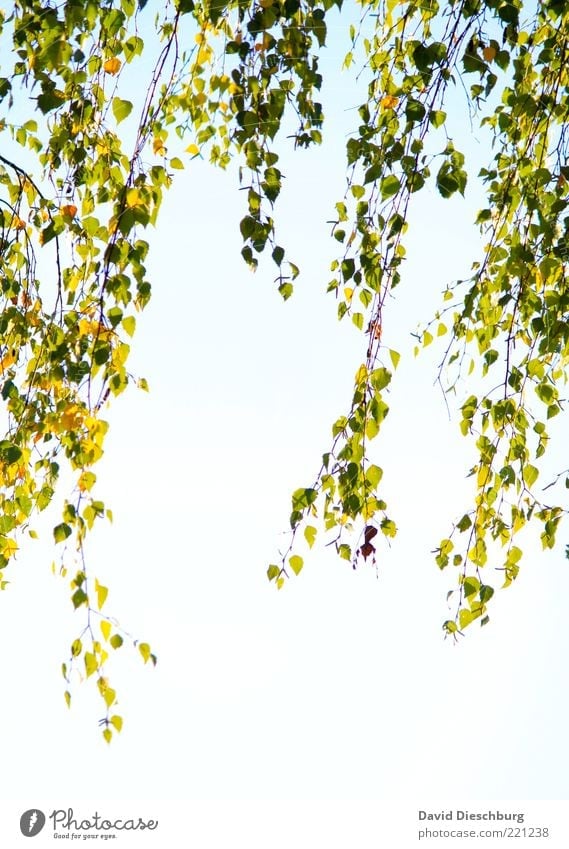 Autumn curtain Nature Plant Air Cloudless sky Beautiful weather Leaf Foliage plant Green White Early fall Autumnal Seasons Branch Hang Sagging Willow tree