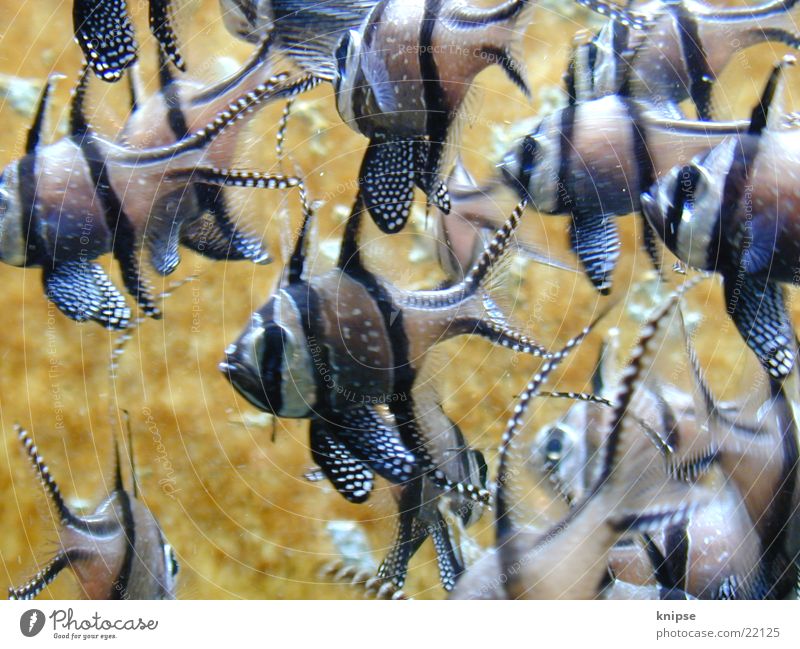 fishies Dive Multicoloured Transport Fish Flock Multiple