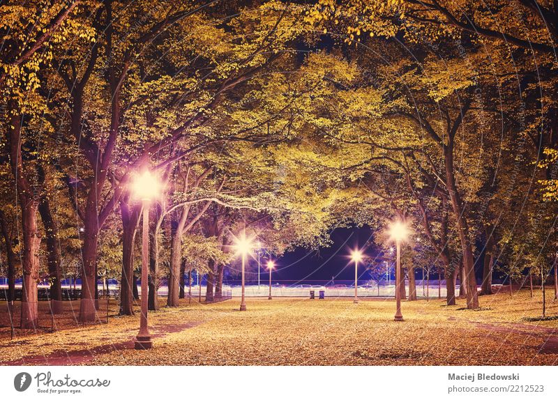 City park at night. Sightseeing Lamp Autumn Tree Leaf Park Town Green Violet Pink Moody Sadness Homesickness Relaxation Mysterious Seasons Chicago Photography
