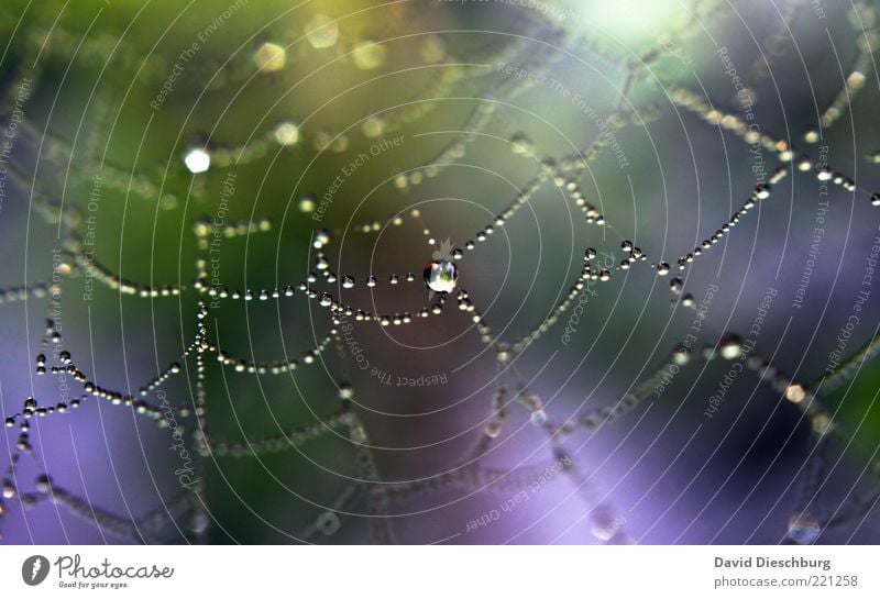 *100* Drop photos Nature Water Drops of water Rain Violet Spider's web Network Connection Glittering Line Interlaced Colour photo Exterior shot Close-up Detail